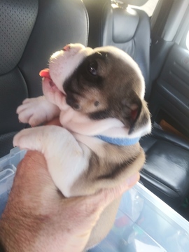 Medium Photo #15 Bulldog Puppy For Sale in PLANO, TX, USA