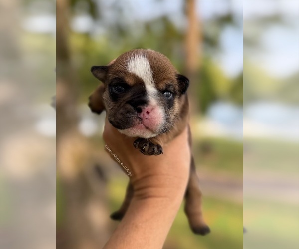 Medium Photo #1 English Bulldog Puppy For Sale in OOLOGAH, OK, USA