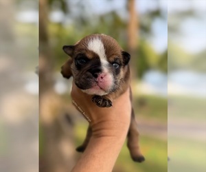 English Bulldog Puppy for sale in OOLOGAH, OK, USA