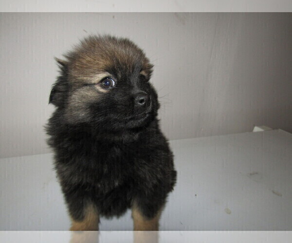 Medium Photo #4 Pomsky Puppy For Sale in KOKOMO, IN, USA
