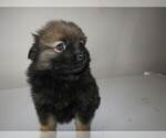 Small Photo #4 Pomsky Puppy For Sale in KOKOMO, IN, USA