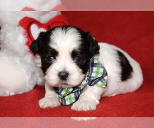 Zuchon Puppy for sale in COSHOCTON, OH, USA