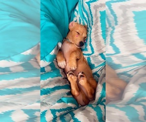 Dachshund Puppy for sale in MILTON, FL, USA