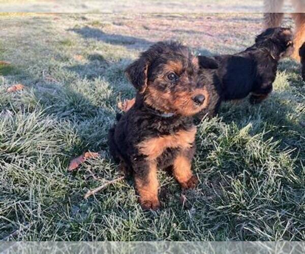 Medium Photo #1 Airedale Terrier Puppy For Sale in TIPP CITY, OH, USA