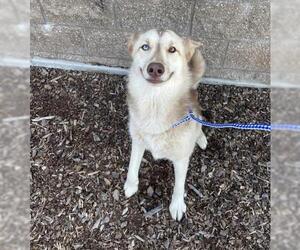 Siberian Husky-Unknown Mix Dogs for adoption in Jackson, CA, USA