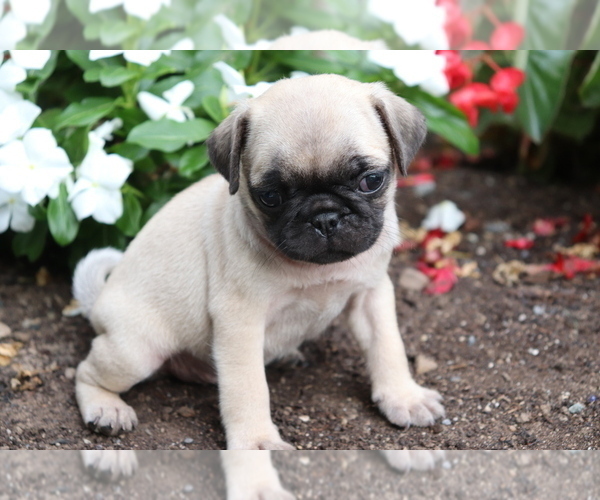 Medium Photo #2 Pug Puppy For Sale in SHILOH, OH, USA