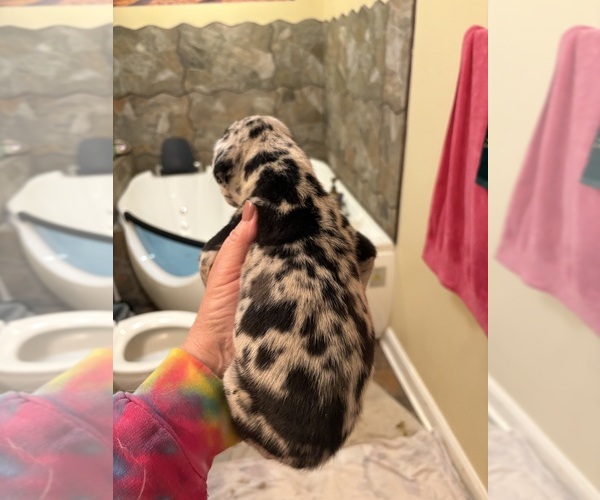 Medium Photo #3 Great Dane Puppy For Sale in CLANTON, AL, USA