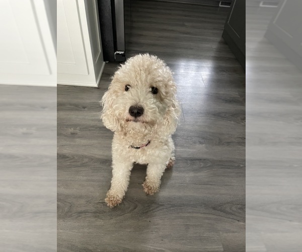 Medium Photo #1 Goldendoodle (Miniature) Puppy For Sale in HARRINGTON, DE, USA