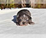 Small #3 Shih Aussie