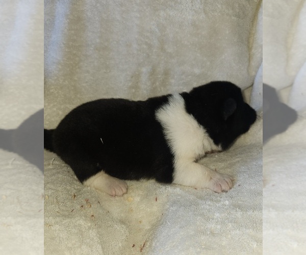 Medium Photo #4 Akita Puppy For Sale in MEM, TN, USA