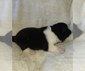Medium Akita