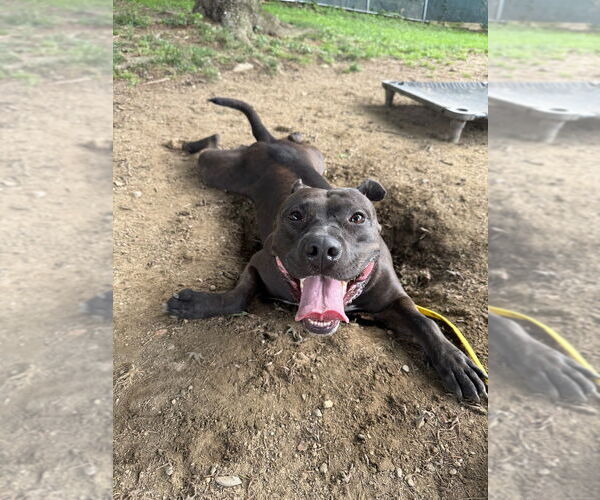 Medium Photo #6 American Staffordshire Terrier-Labrador Retriever Mix Puppy For Sale in Brewster, NY, USA
