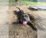 Small Photo #6 American Staffordshire Terrier-Labrador Retriever Mix Puppy For Sale in Brewster, NY, USA