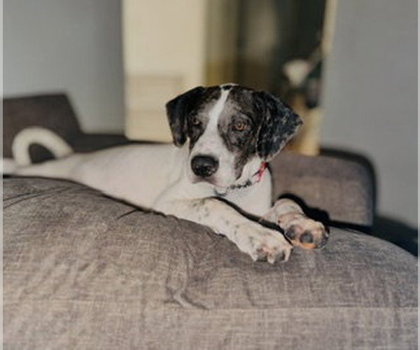 Medium Photo #4 Great Dane-Unknown Mix Puppy For Sale in Pleasanton, TX, USA