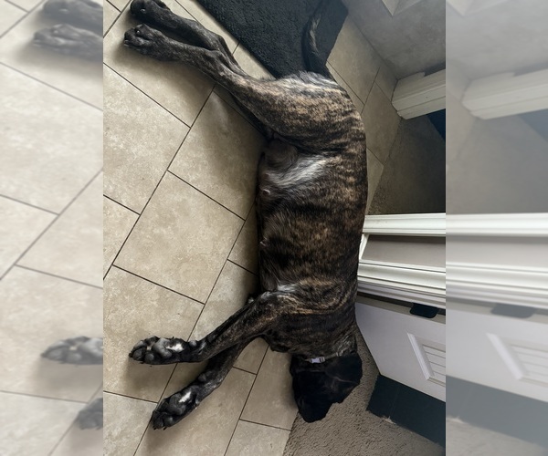 Medium Photo #4 Mastiff Puppy For Sale in OLATHE, KS, USA