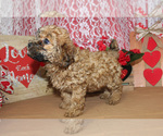 Small Photo #37 Poodle (Toy) Puppy For Sale in CHANUTE, KS, USA