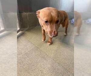 Chihuahua Dogs for adoption in San Martin, CA, USA