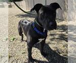 Small Labrador Retriever Mix