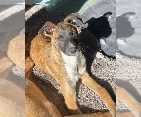 Medium Photo #12 Collie-German Shepherd Dog Mix Puppy For Sale in Lakewood, CO, USA