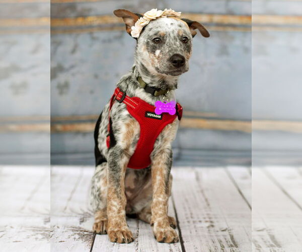 Medium Photo #2 Texas Heeler-Unknown Mix Puppy For Sale in Corona, CA, USA