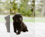 Small Photo #4 Goldendoodle Puppy For Sale in HASTINGS, NY, USA