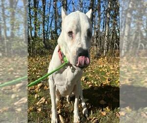 Argentinian Mastiff-Unknown Mix Dogs for adoption in Anchorage, AK, USA