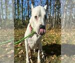 ELY - Female Argentinian Mastiff-Unknown Mix Dog for Adoption - Small photo