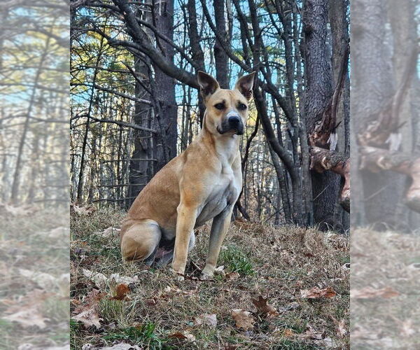 Medium Photo #7 Black Mouth Cur-Boxer Mix Puppy For Sale in Green Forest, AR, USA