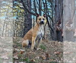 Small #6 Black Mouth Cur-Boxer Mix