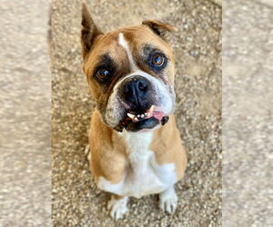 Boxer Dogs for adoption in Austin, TX, USA