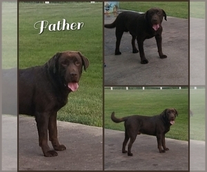 Father of the Labrador Retriever puppies born on 10/01/2019