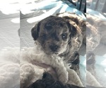 Small Photo #41 Poodle (Toy) Puppy For Sale in MURRIETA, CA, USA