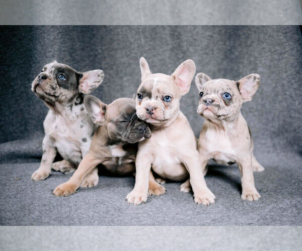 Medium Photo #3 French Bulldog Puppy For Sale in LANCASTER, PA, USA