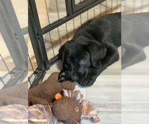 Labrador Retriever Puppy for Sale in LISBON, Connecticut USA