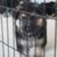 German Shepherd Dog Puppy for sale in SAN ANTONIO, TX, USA