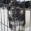 Small Photo #1 German Shepherd Dog Puppy For Sale in SAN ANTONIO, TX, USA
