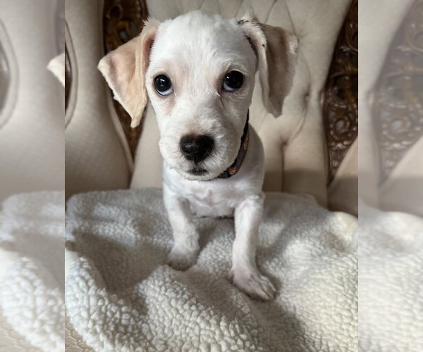 Medium Photo #2 Cocker Spaniel-Unknown Mix Puppy For Sale in Mundelein, IL, USA