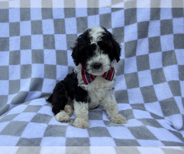 Medium Photo #4 Cockapoo (Miniature) Puppy For Sale in LAKELAND, FL, USA