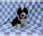 Small #3 Cockapoo (Miniature)