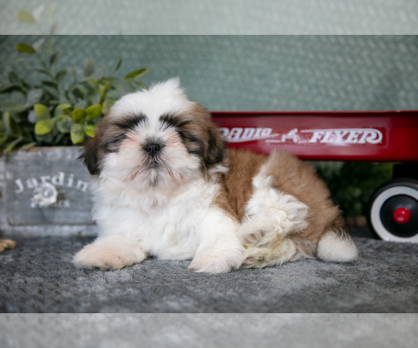 Medium Photo #2 Shih Tzu Puppy For Sale in CLARE, MI, USA