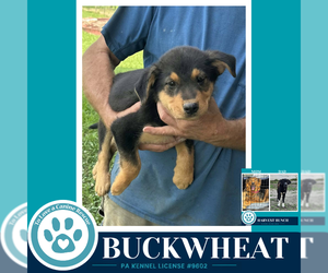 Labrador Retriever-Unknown Mix Dogs for adoption in Kimberton, PA, USA