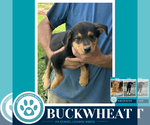 Small Labrador Retriever Mix