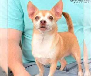 Chihuahua Dogs for adoption in New Oxford , PA, USA