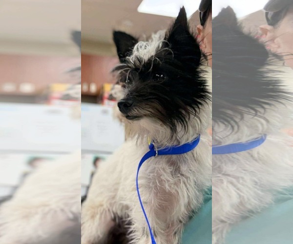 Medium Photo #3 Skye Terrier Puppy For Sale in Valrico, FL, USA