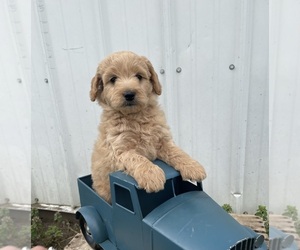Poodle (Miniature) Puppy for sale in GOSHEN, IN, USA
