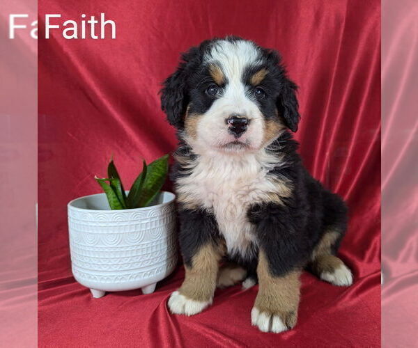 Medium Photo #3 Bernese Mountain Dog Puppy For Sale in CANON CITY, CO, USA