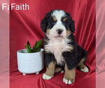 Small #2 Bernese Mountain Dog