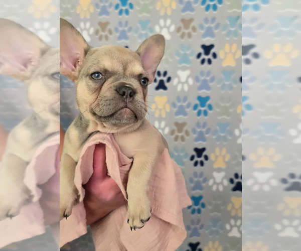 Medium Photo #1 French Bulldog Puppy For Sale in SPRING, TX, USA