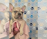 Puppy Penny French Bulldog