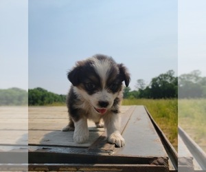 Australian Shepherd Puppy for sale in OVID, MI, USA